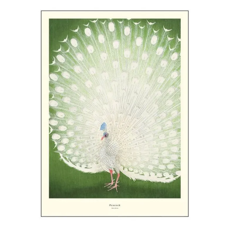 A.P. Atelier poster 50x70 cm peacock