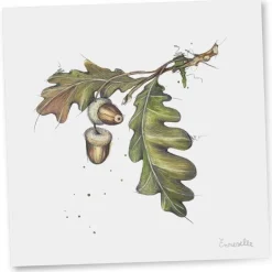 Gavelapp eikenøtter