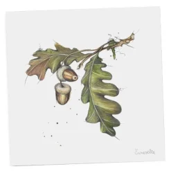 Gavelapp eikenøtter