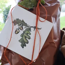 Gavelapp eikenøtter