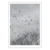Ingrey Studio poster 30x40 cm crows