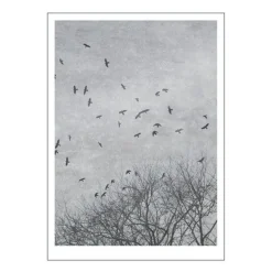 Ingrey Studio poster 50x70 cm crows