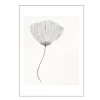 The Poster Club x Ana Frois poster 30x40 cm poppy