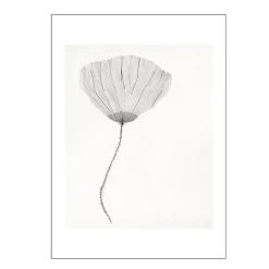 The Poster Club x Ana Frois poster 30x40 cm poppy